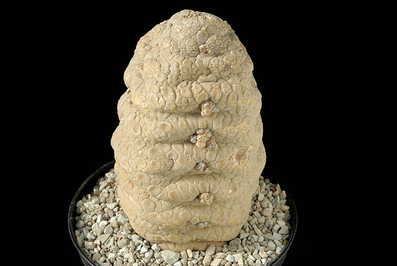Pseudolithos eylensis sp. nova H.Cm. 12 € 120,00.jpg